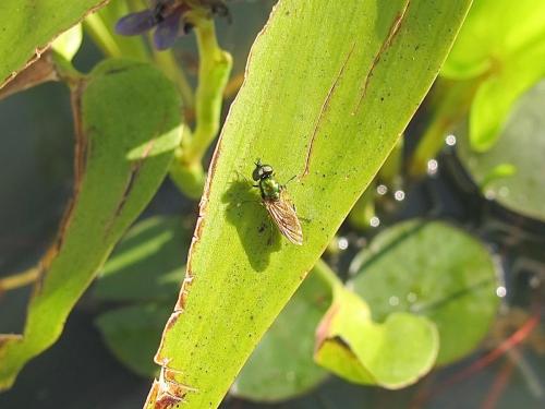 Chloromyia sp.